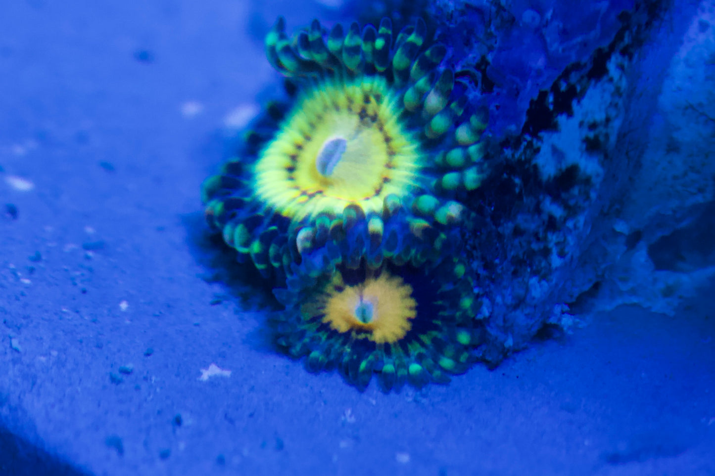 Butt Muncher Zoa