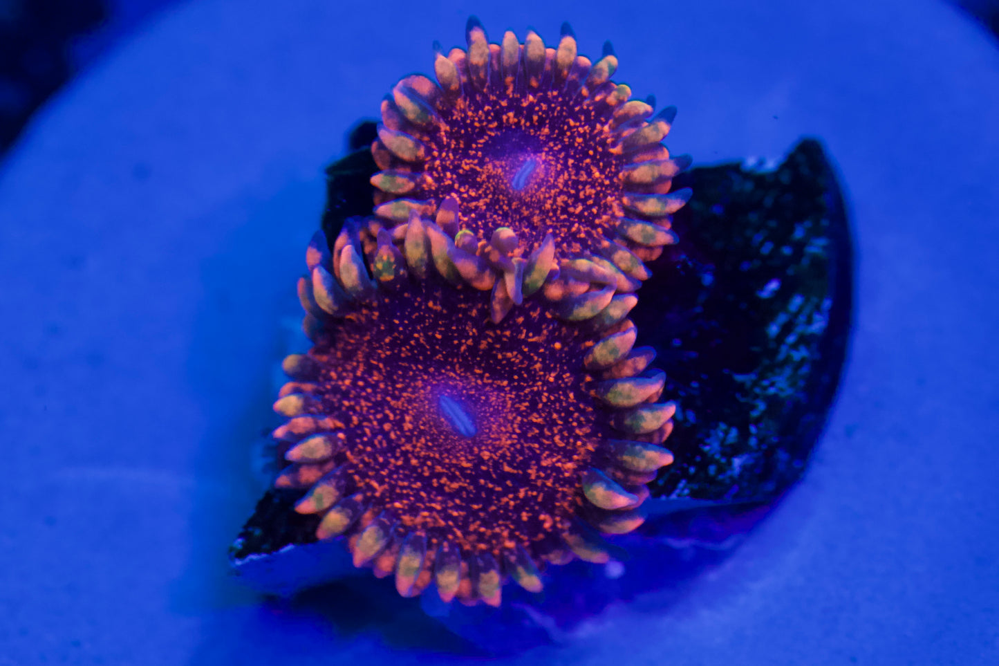 Dayglow Volcano Zoa