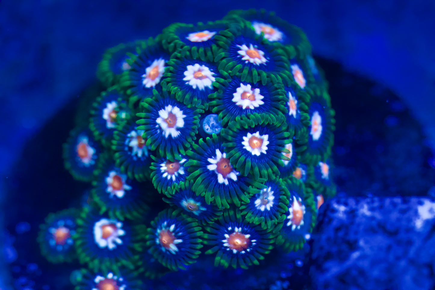 JF Stargazer Zoa (Cut to order)