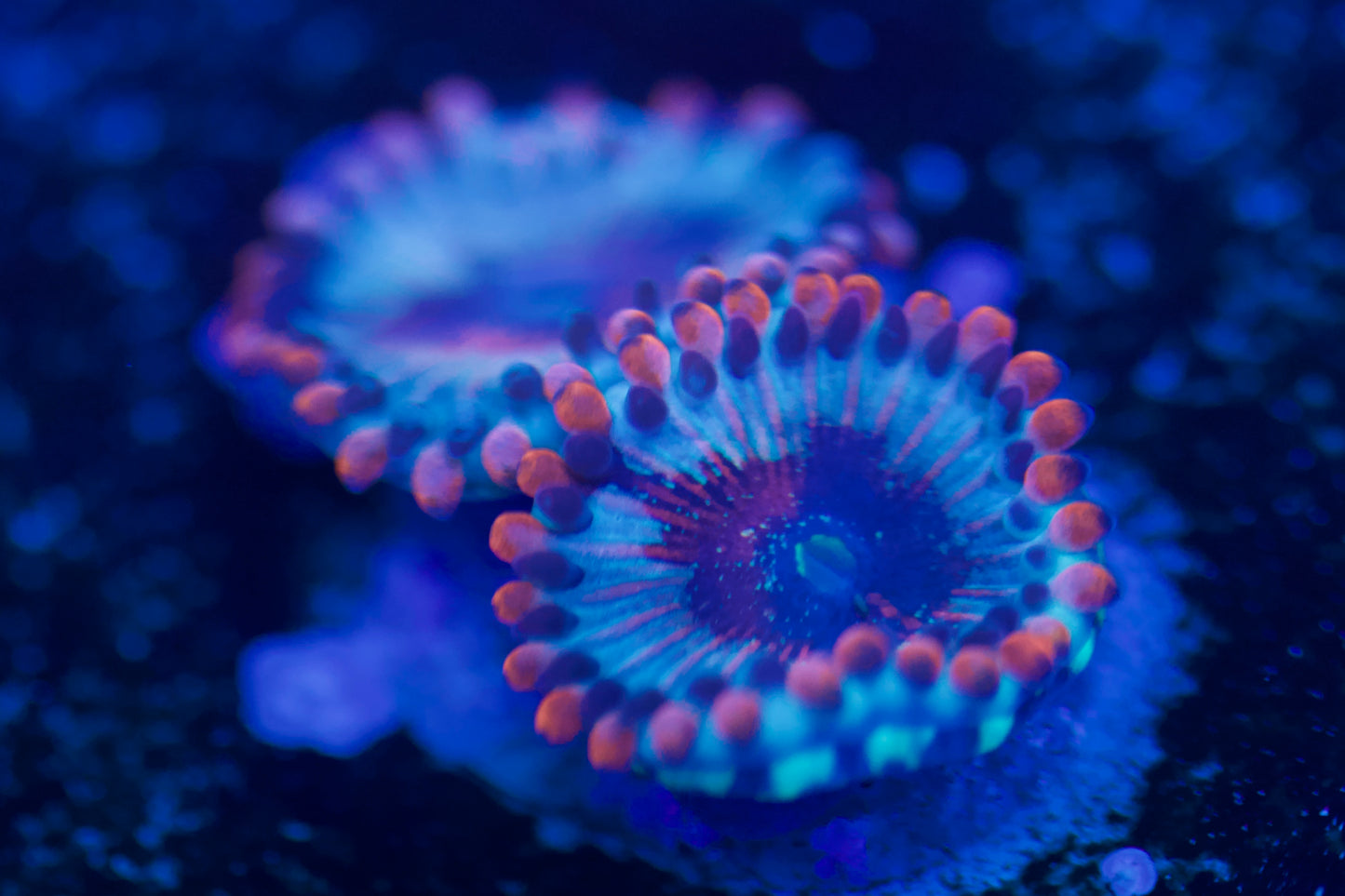 Zoa zombi blanca 