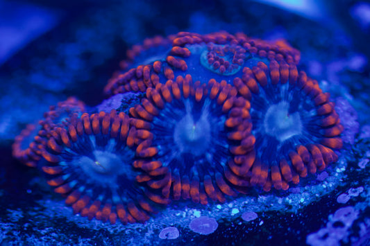 Superman Zoa