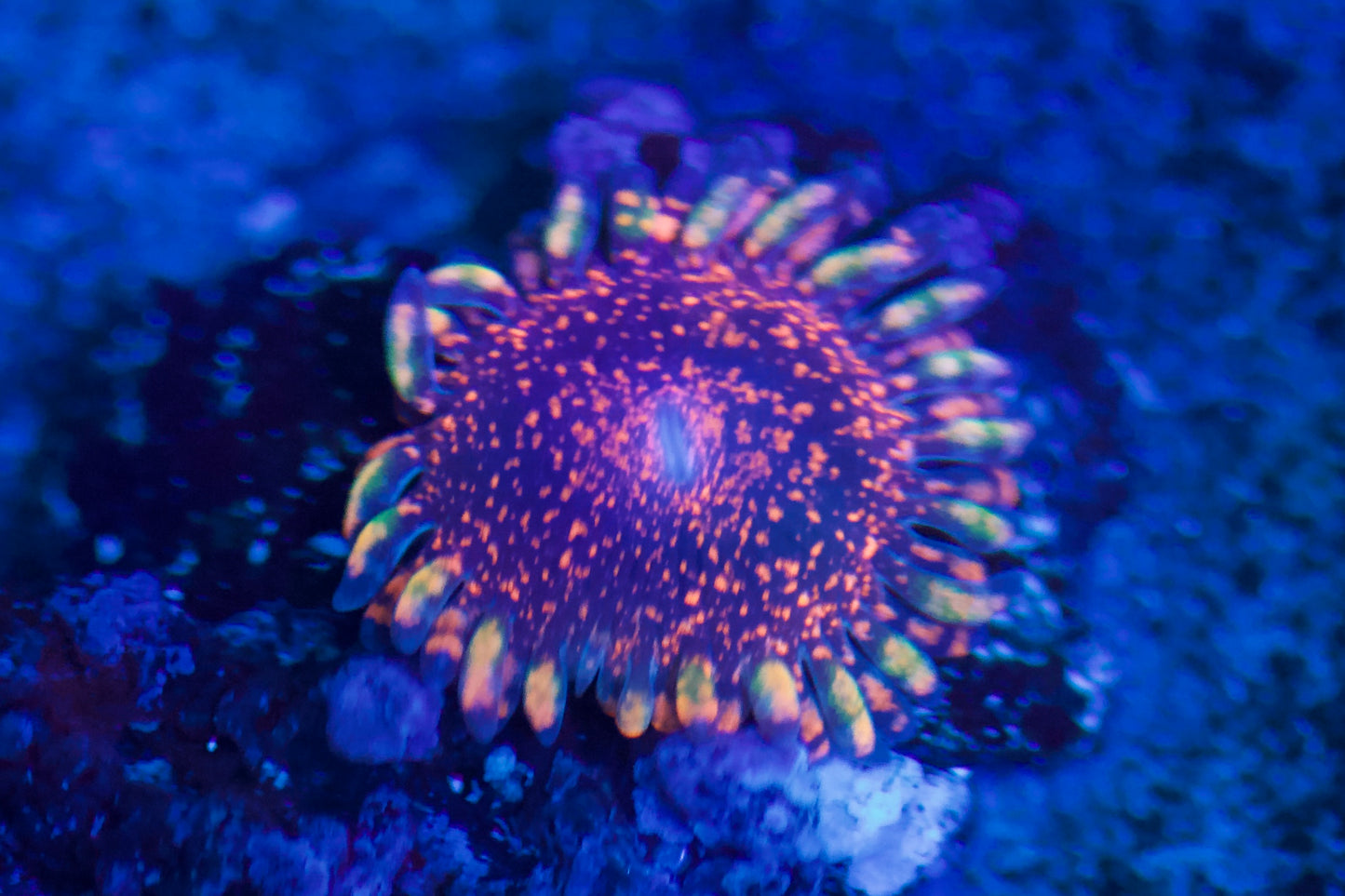 Dayglow Volcano Zoa