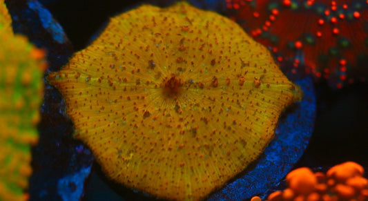 Yellow Neglectus Mushroom