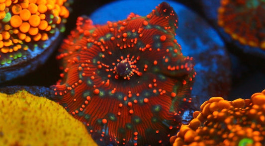 Dragon Lady Bounce Mushroom