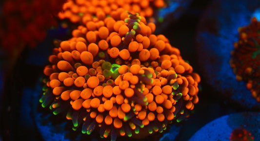 Orange Florida Ricordea