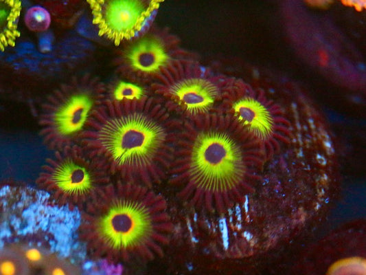 WWC Bob Marley Zoa