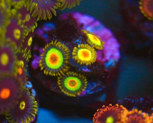 Rasta Zoa