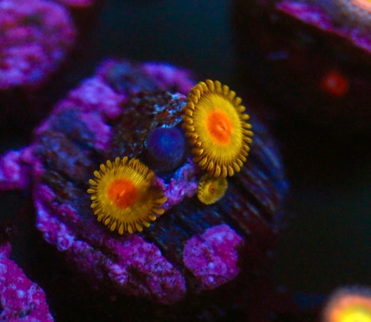 Golden Kiwi Zoa