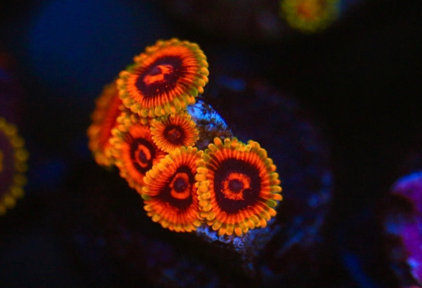 Jedi Mind Trick Zoa
