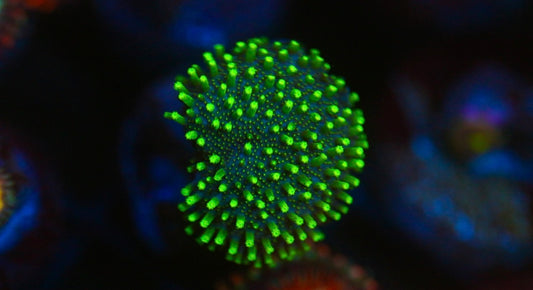 Green ToadStool Leather