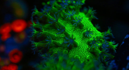 Long Polyp Leather (Stock)