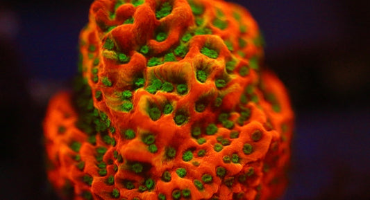 Tropical Thunder Montipora