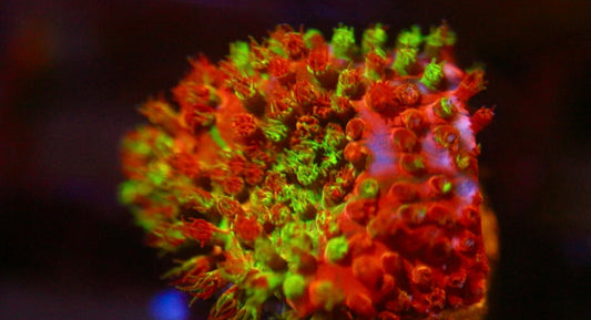 WWC Two Face Stylocoeniella