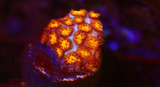 JF Spitfire Leptastrea