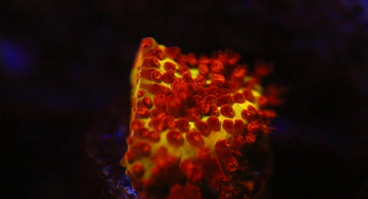 Burning Banana Stylocoeniella