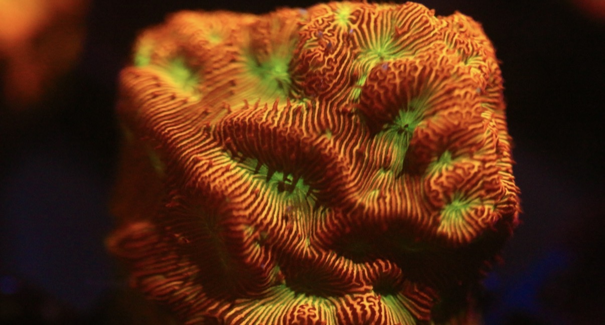 Jack O' Lantern Leptoseris