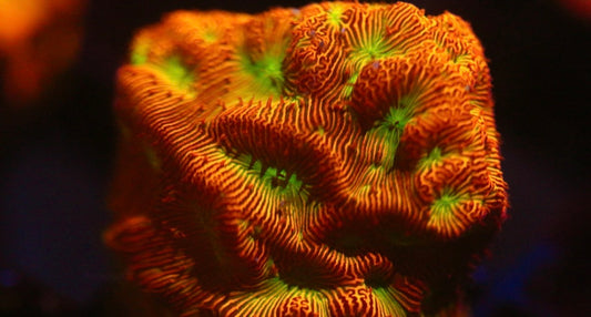 Jack O' Lantern Leptoseris