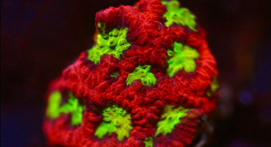 CCC Radioactive Ooze Favia