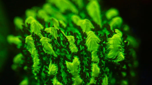 JF Lime Light Hydrnophora (Highlighter green)