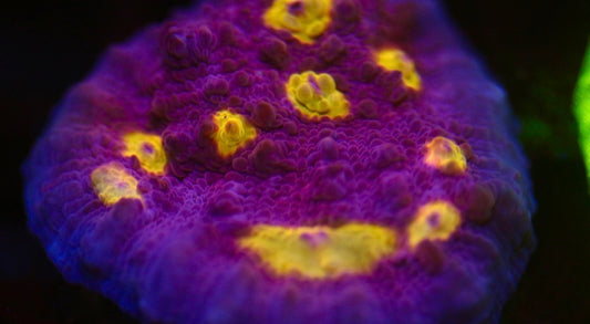 Easter Egg Chalice (Stock)