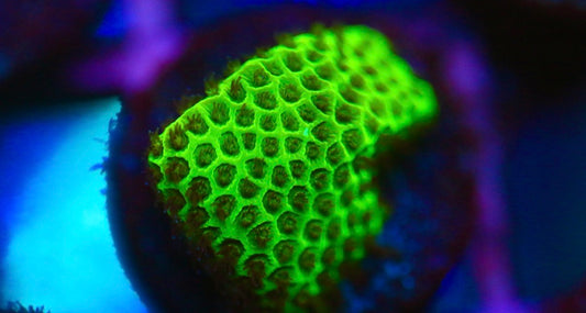 Green Porties