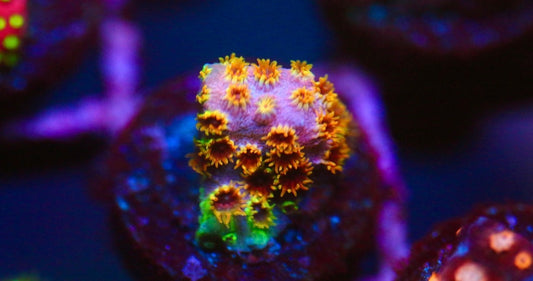 Skittlez Bomb Cyphastrea