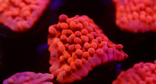 Pink Montipora