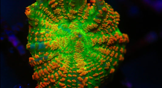 Tequila Sunrise Mushroom