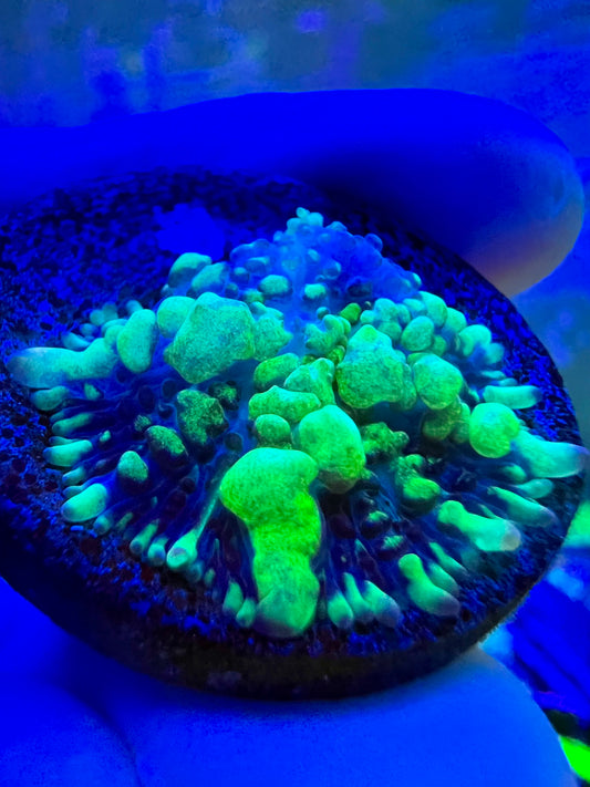 Uranium Bounce Mushroom