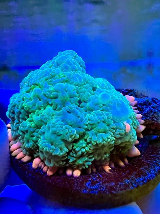 Frankenstein Mushroom