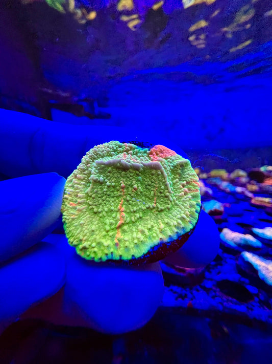 Grafted Montipora