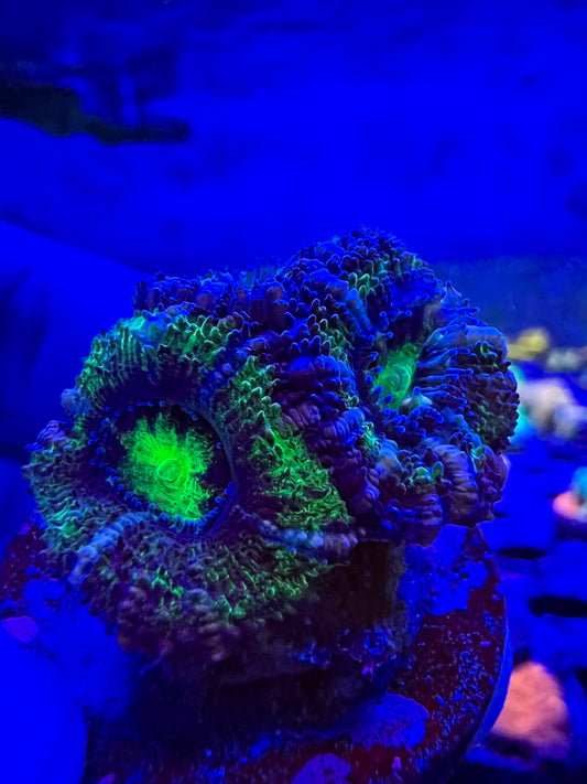 Pink Strip & Green Acan