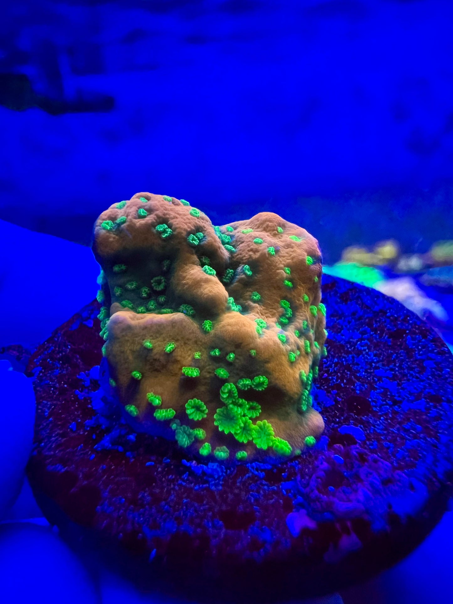 Sunset Montipora