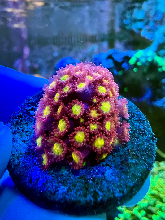 GSC Infrared Bernardapora