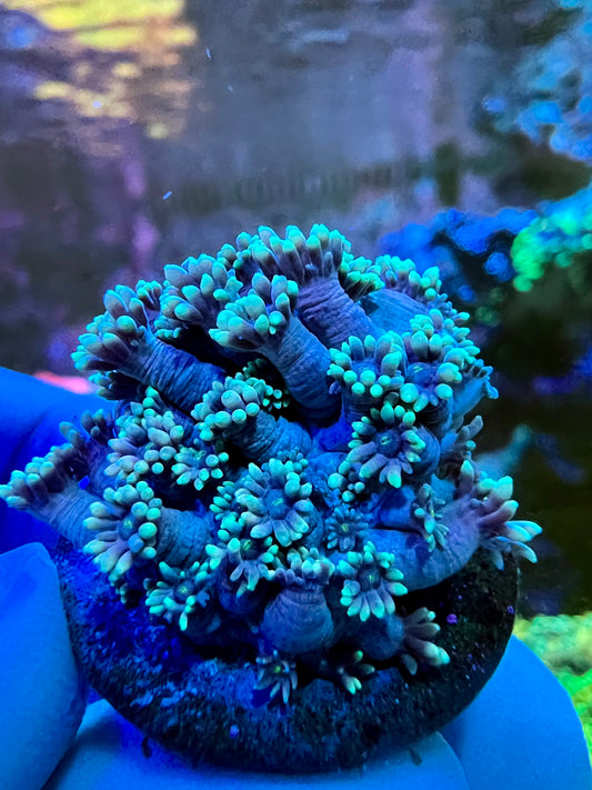 Purple Goniopora