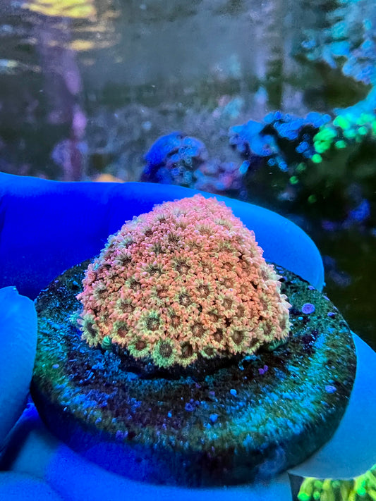 Encrusting Rainbow Goniopora