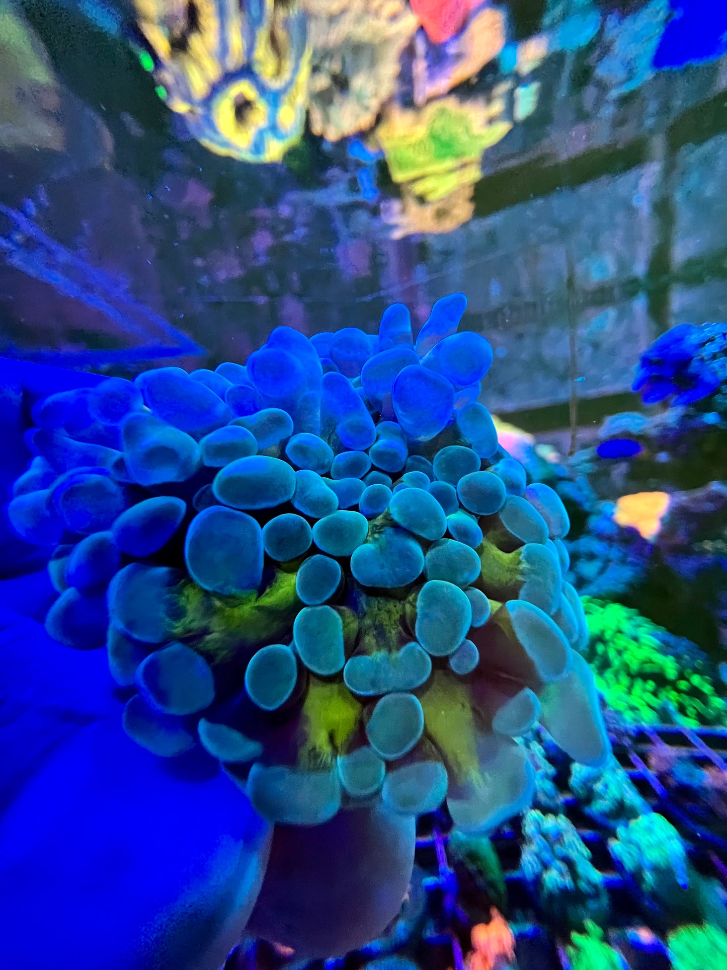 Yellow Stem Hammer Coral