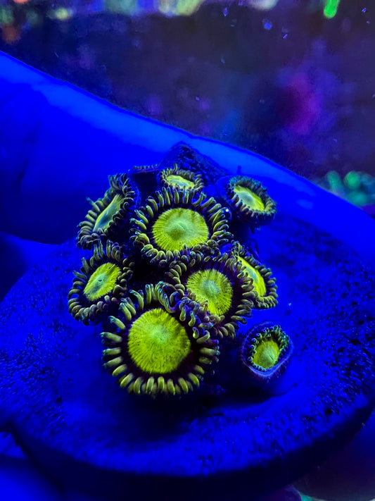 King Midas Zoa