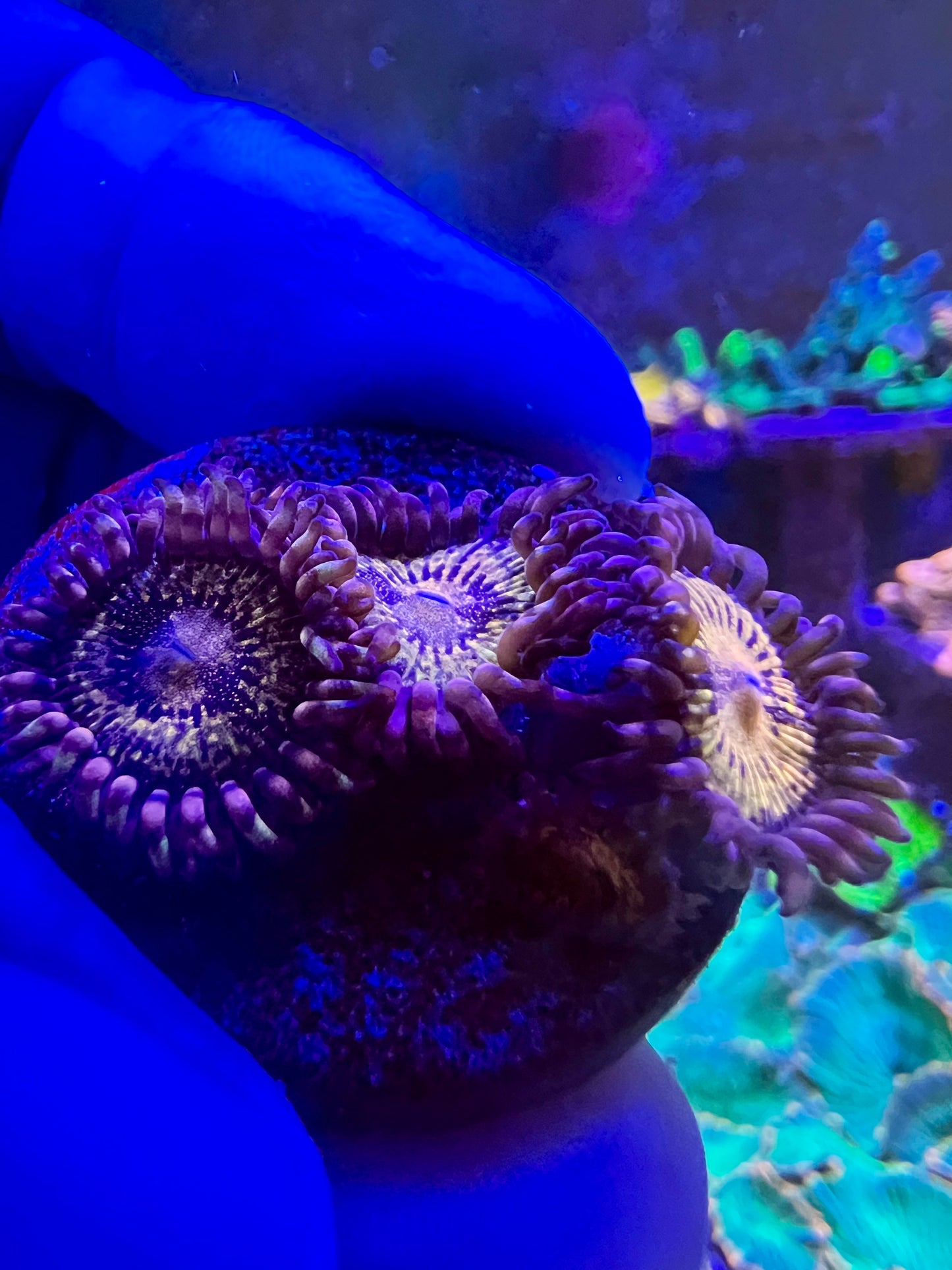 WWC Pandora Zoa