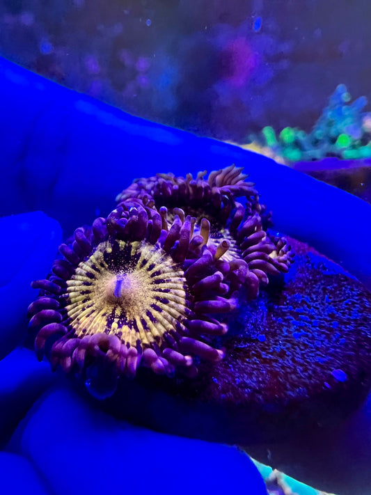 WWC Pandora Zoa