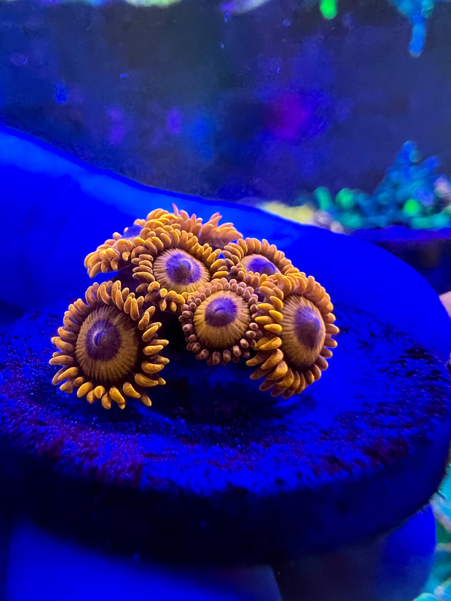 Orange Oxide Zoa