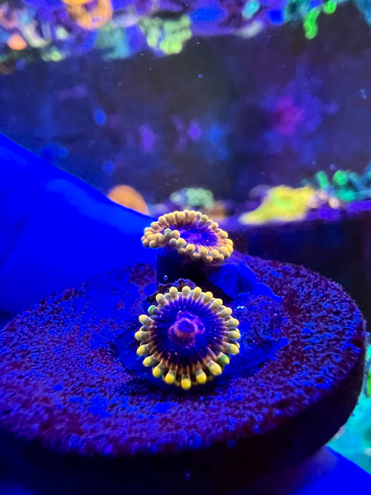 Jedi Mind Trick Zoa