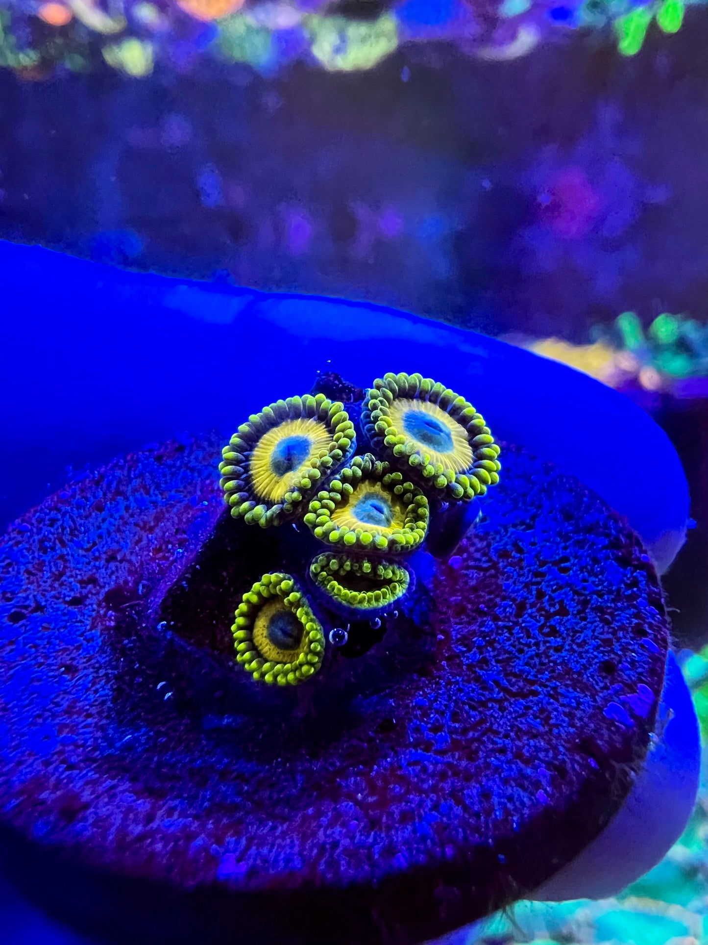 Scrambled Eggs Zoa