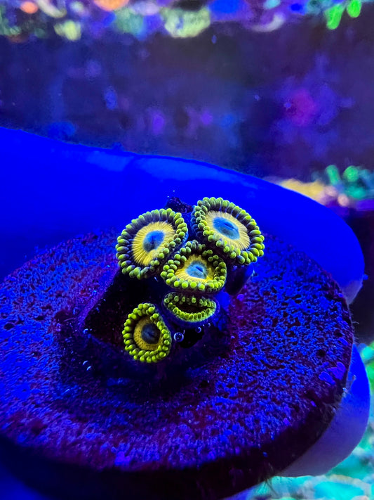 Scrambled Eggs Zoa