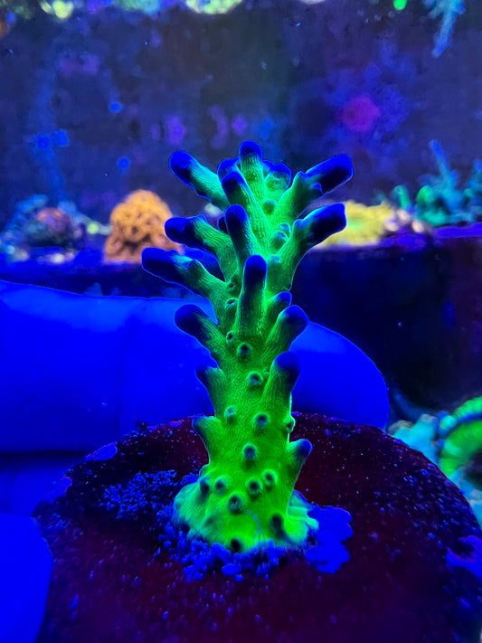 Acropora de agravio de Miyagi