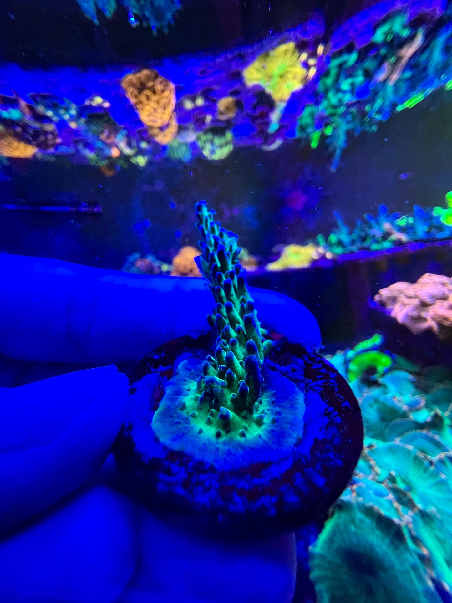 Acropora de pólipo morado CCC 