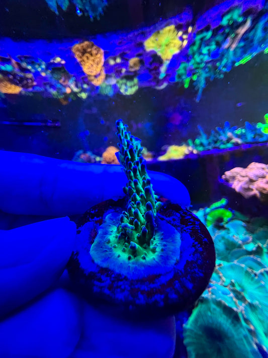 CCC Purple Polyp Acropora