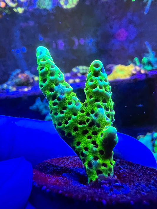 Anacropora bola de baba 