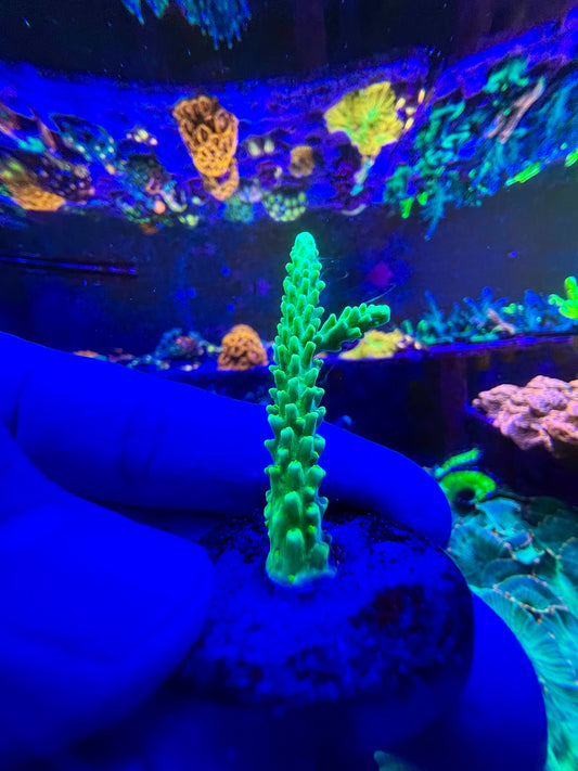 Green Slimer Acropora