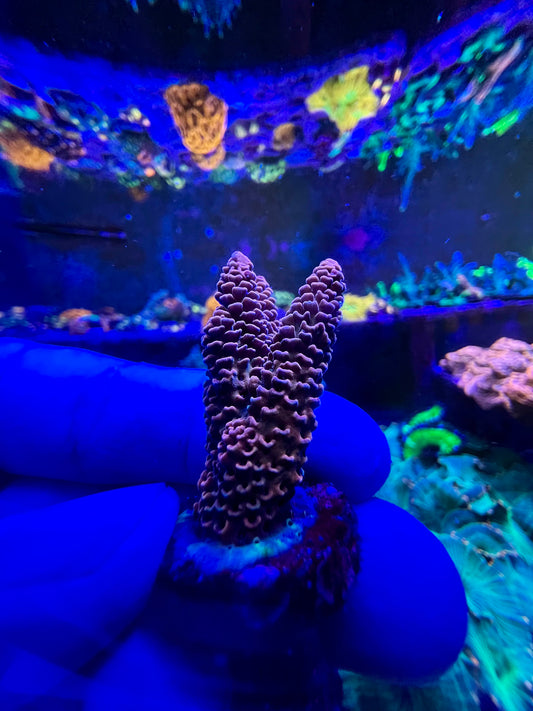 Purple Millepora